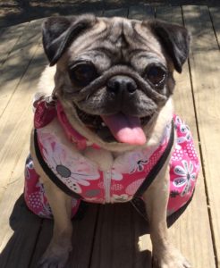 Suzi the Pug waiting for her treate